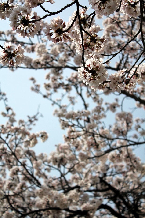 Spend the Day in Jinhae, Home of South Korea's Biggest Cherry Blossom Festival!