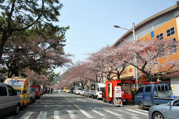 Spend the Day in Jinhae, Home of South Korea's Biggest Cherry Blossom Festival!