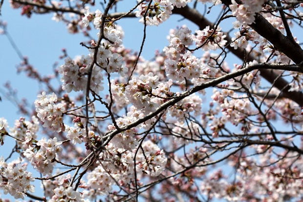 Spend the Day in Jinhae, Home of South Korea's Biggest Cherry Blossom Festival!