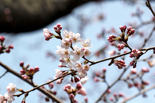 Spend the Day in Jinhae, Home of South Korea's Biggest Cherry Blossom Festival!