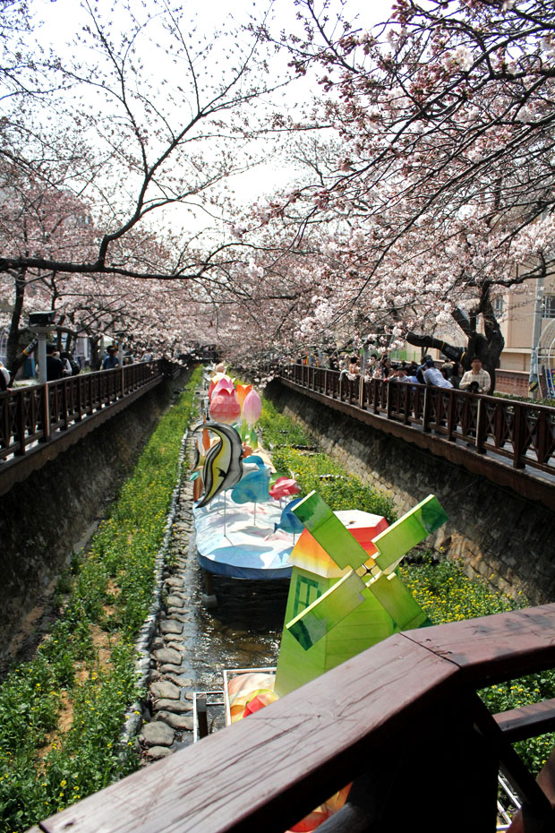 Spend the Day in Jinhae, Home of South Korea's Biggest Cherry Blossom Festival!