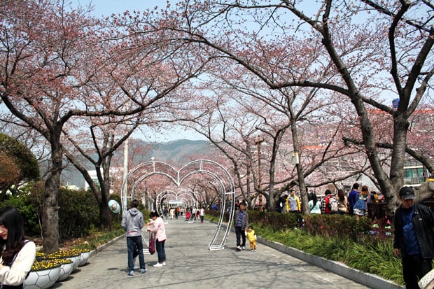 Spend the Day in Jinhae, Home of South Korea's Biggest Cherry Blossom Festival!