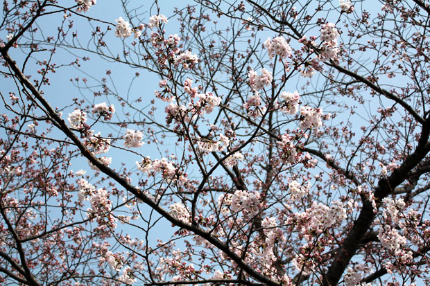 Spend the Day in Jinhae, Home of South Korea's Biggest Cherry Blossom Festival!