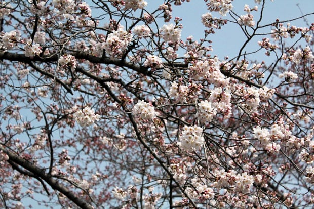 Spend the Day in Jinhae, Home of South Korea's Biggest Cherry Blossom Festival!