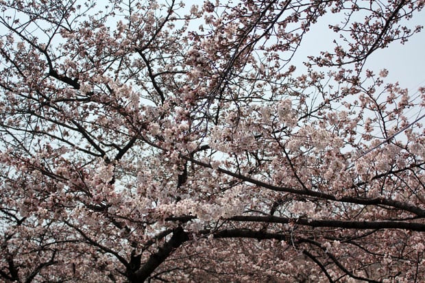 Spend the Day in Jinhae, Home of South Korea's Biggest Cherry Blossom Festival!