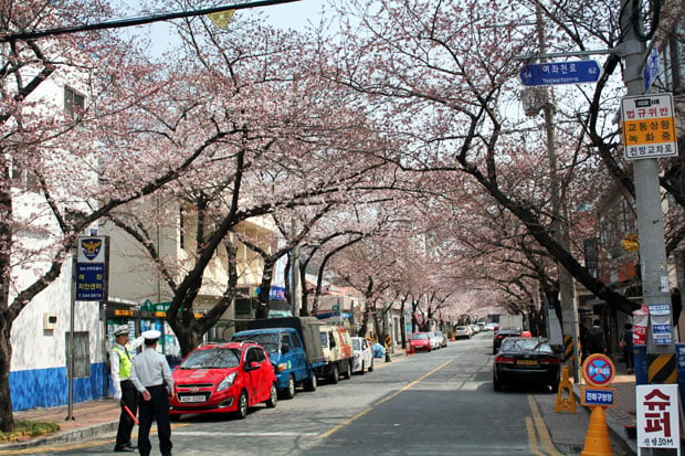 Spend the Day in Jinhae, Home of South Korea's Biggest Cherry Blossom Festival!