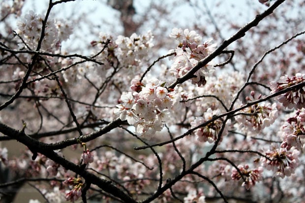 Spend the Day in Jinhae, Home of South Korea's Biggest Cherry Blossom Festival!