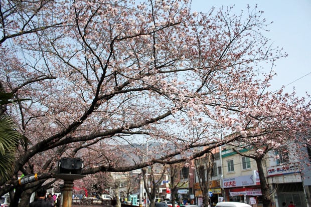 Spend the Day in Jinhae, Home of South Korea's Biggest Cherry Blossom Festival!