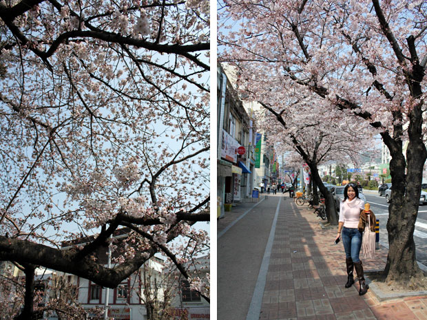 Spend the Day in Jinhae, Home of South Korea's Biggest Cherry Blossom Festival!