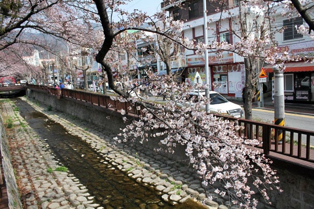 Spend the Day in Jinhae, Home of South Korea's Biggest Cherry Blossom Festival!