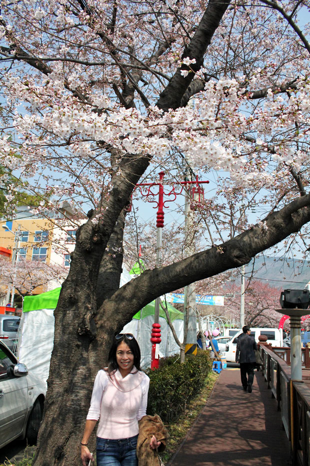 Spend the Day in Jinhae, Home of South Korea's Biggest Cherry Blossom Festival!