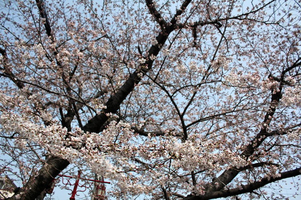 Spend the Day in Jinhae, Home of South Korea's Biggest Cherry Blossom Festival!