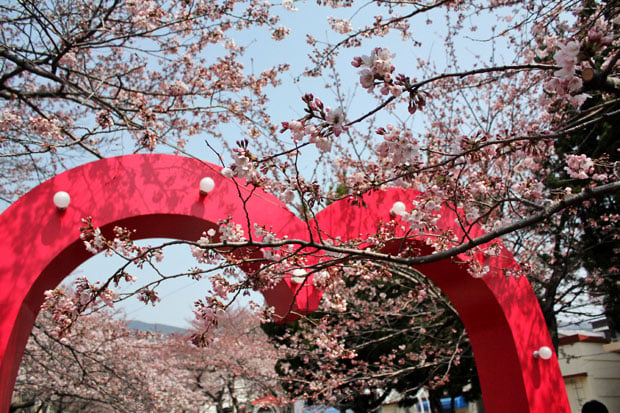 Spend the Day in Jinhae, Home of South Korea's Biggest Cherry Blossom Festival!