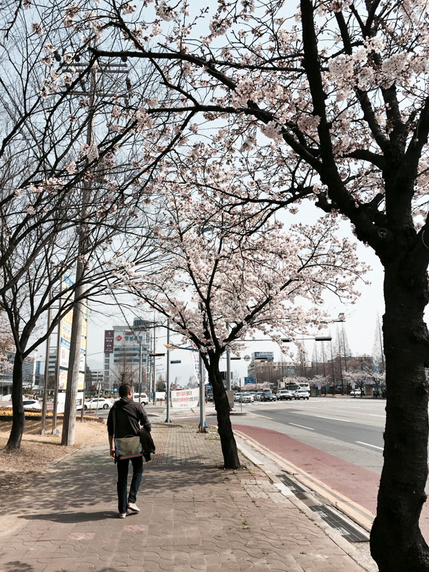 Spend the Day in Jinhae, Home of South Korea's Biggest Cherry Blossom Festival!