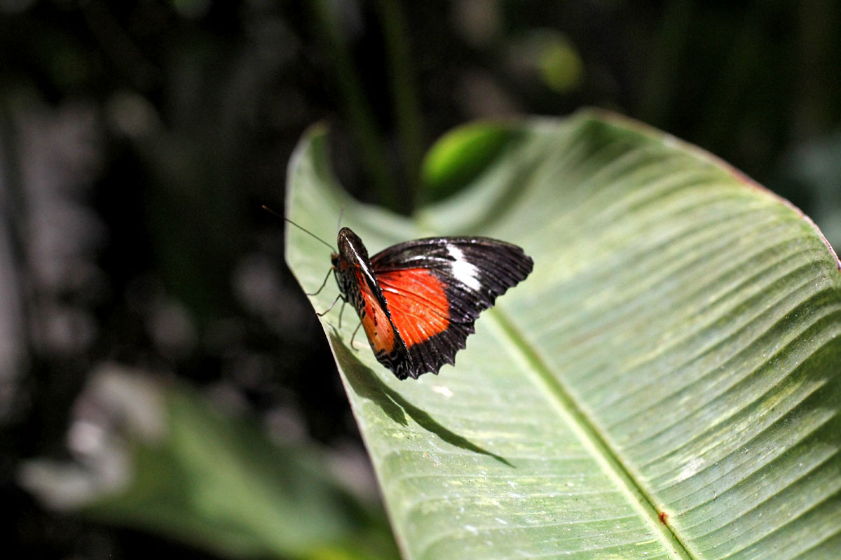 The Countryside Tour:  An Express Ticket to All of Bohol's Major Tourist Attractions