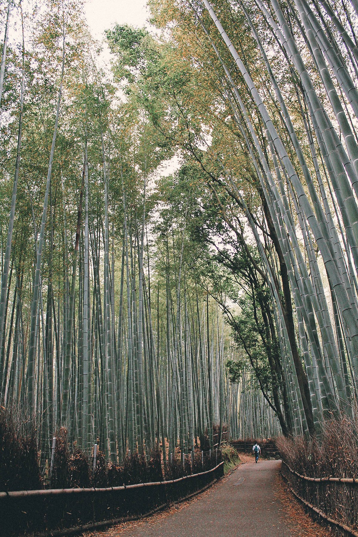 Arashiyama Bamboo Groves, Kyoto, Japan