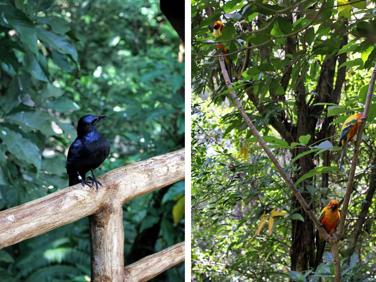 Jurong Bird Park, Singapore