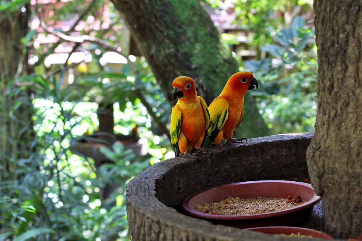 Jurong Bird Park, Singapore