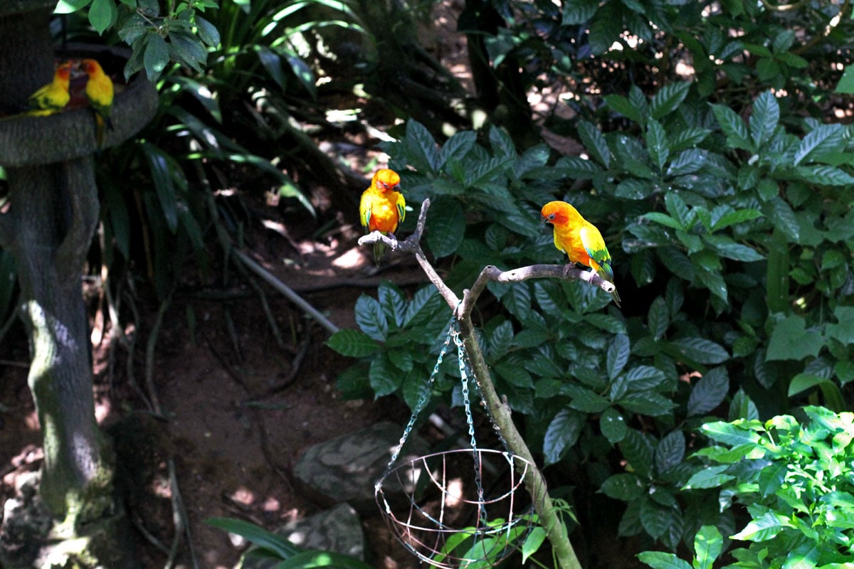 Jurong Bird Park, Singapore