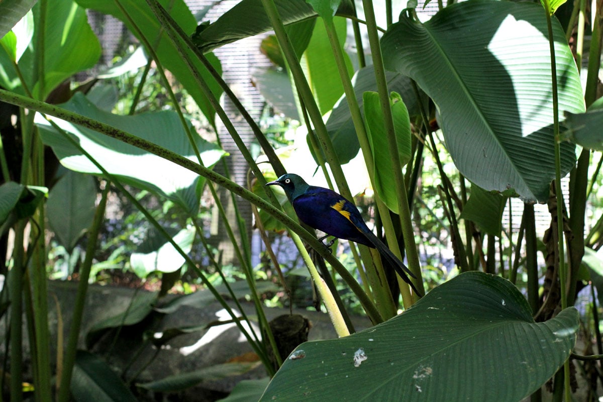 Jurong Bird Park, Singapore