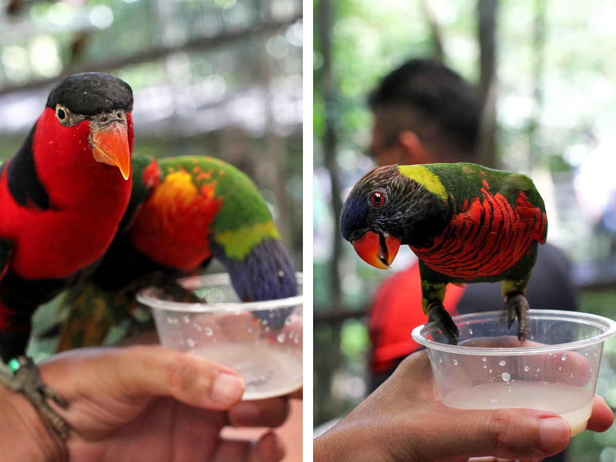 Jurong Bird Park, Singapore