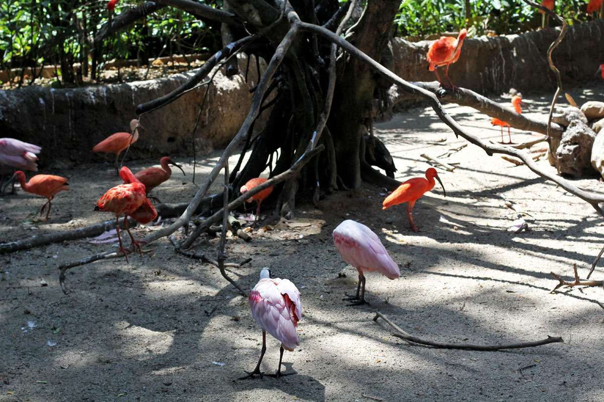 Jurong Bird Park, Singapore