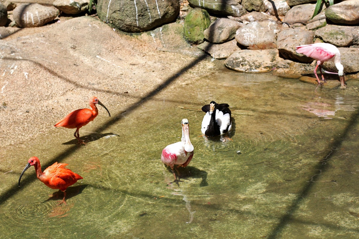 Jurong Bird Park, Singapore