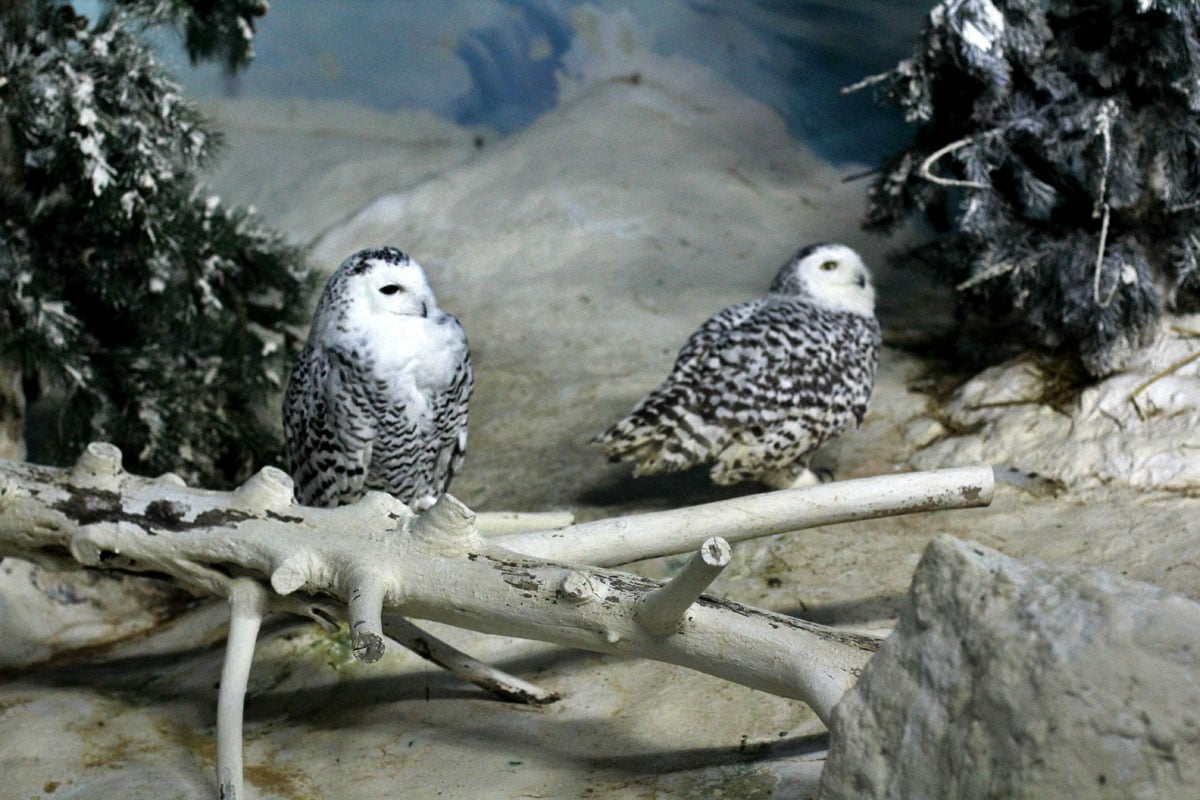 Jurong Bird Park, Singapore