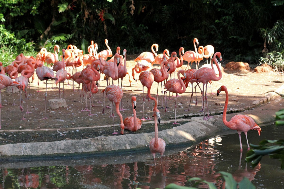 Jurong Bird Park, Singapore