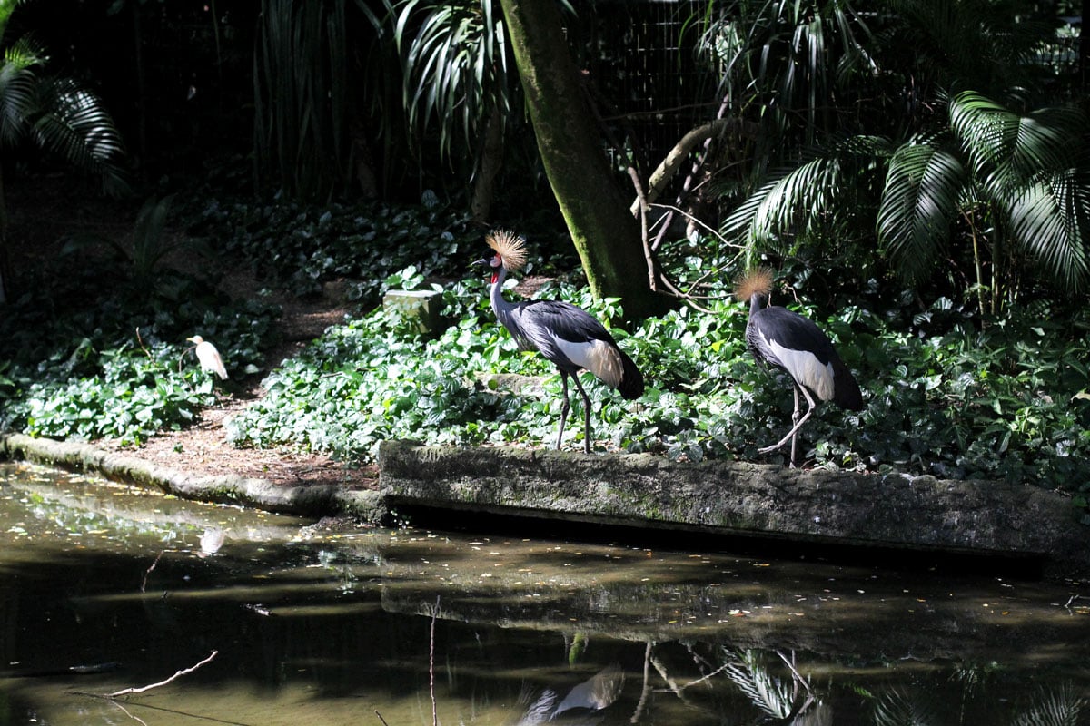 Jurong Bird Park, Singapore