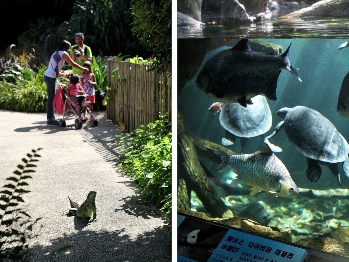 Jurong Bird Park, Singapore