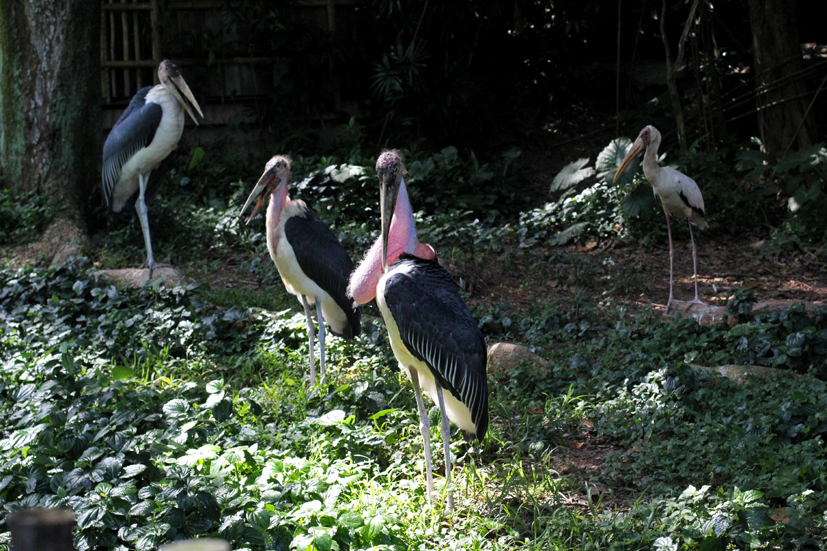 Jurong Bird Park, Singapore