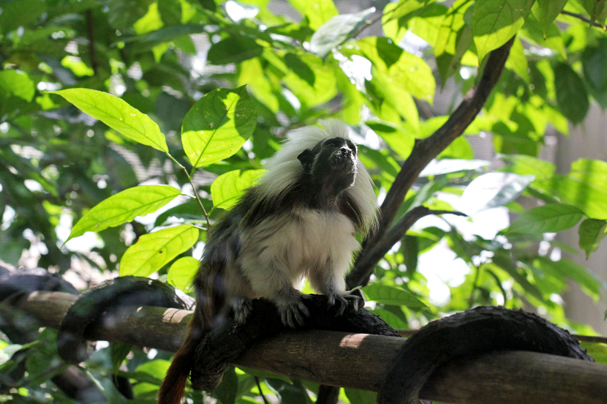 Jurong Bird Park, Singapore