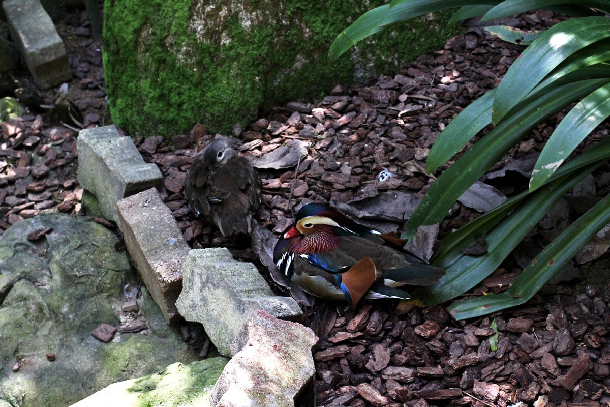 Jurong Bird Park, Singapore