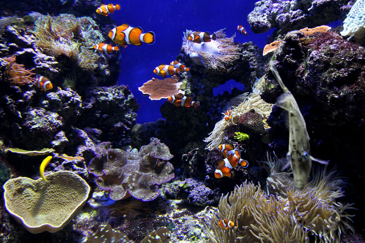 S.E.A. Aquarium, Resorts World Sentosa, Singapore