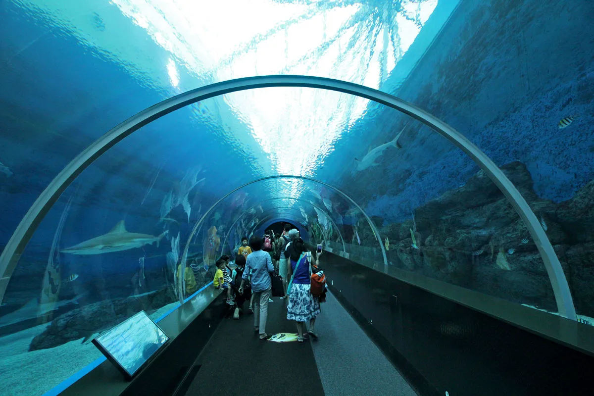 Find Nemo at S.E.A. Aquarium at Resorts World Sentosa in Singapore