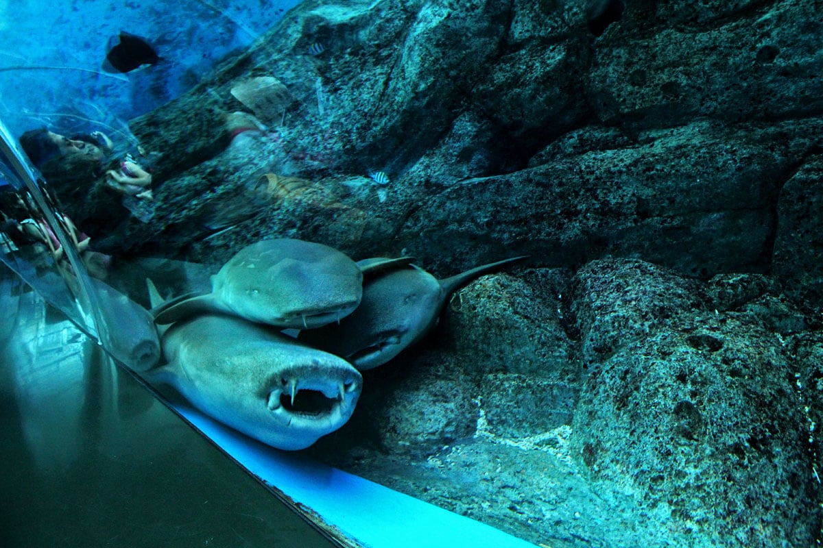 S.E.A. Aquarium, Resorts World Sentosa, Singapore