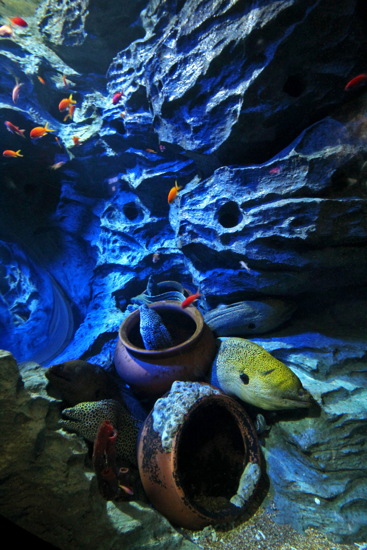 S.E.A. Aquarium, Resorts World Sentosa, Singapore