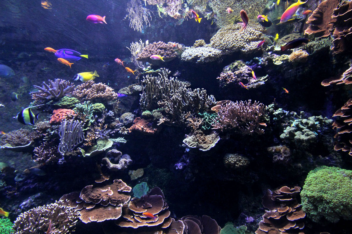 S.E.A. Aquarium, Resorts World Sentosa, Singapore