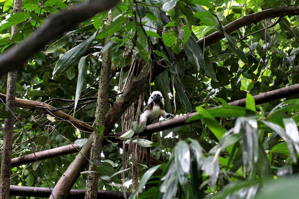 Singapore Zoo