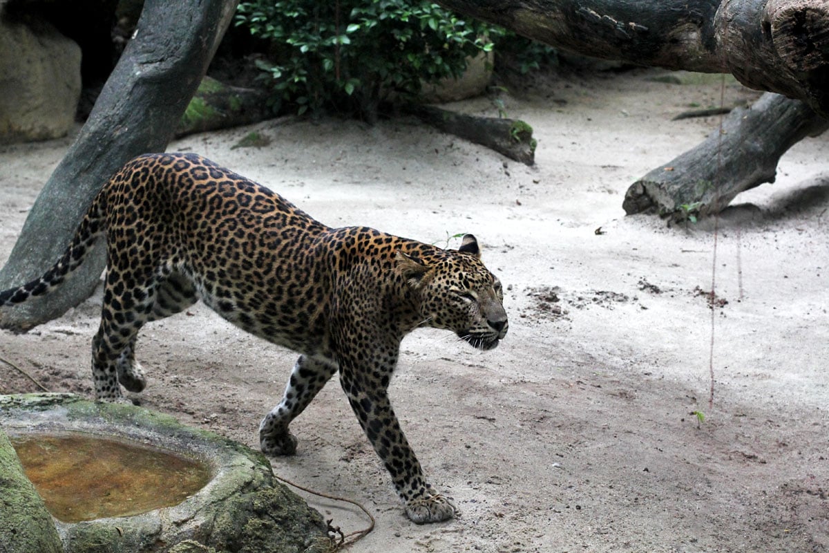 Singapore Zoo