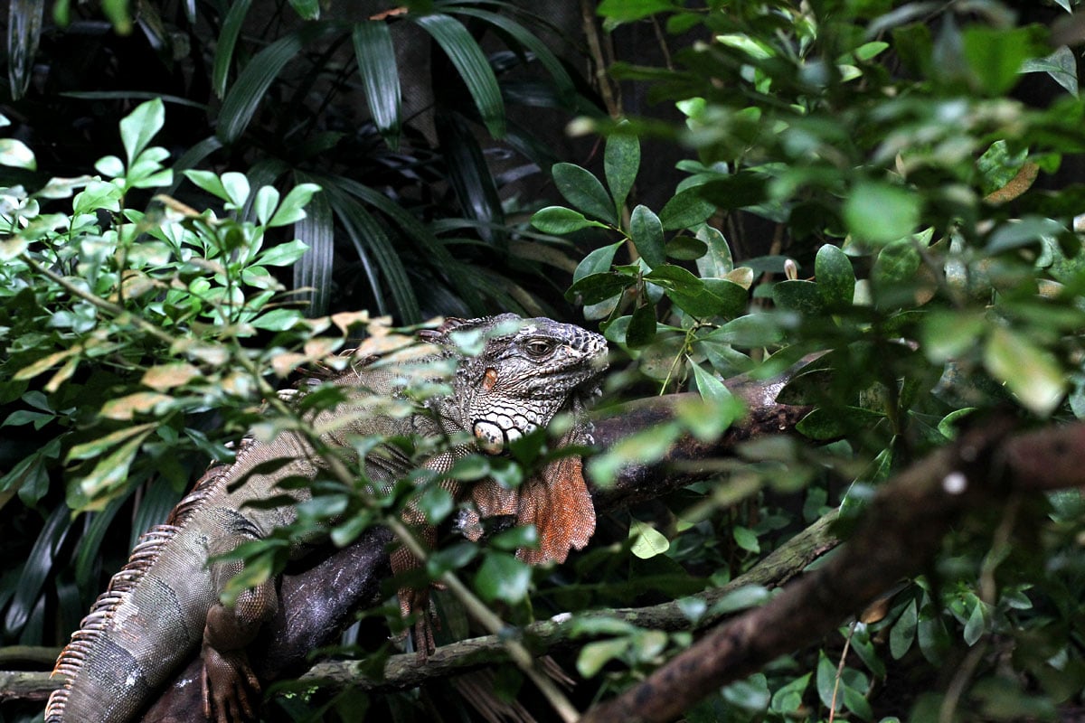 Singapore Zoo