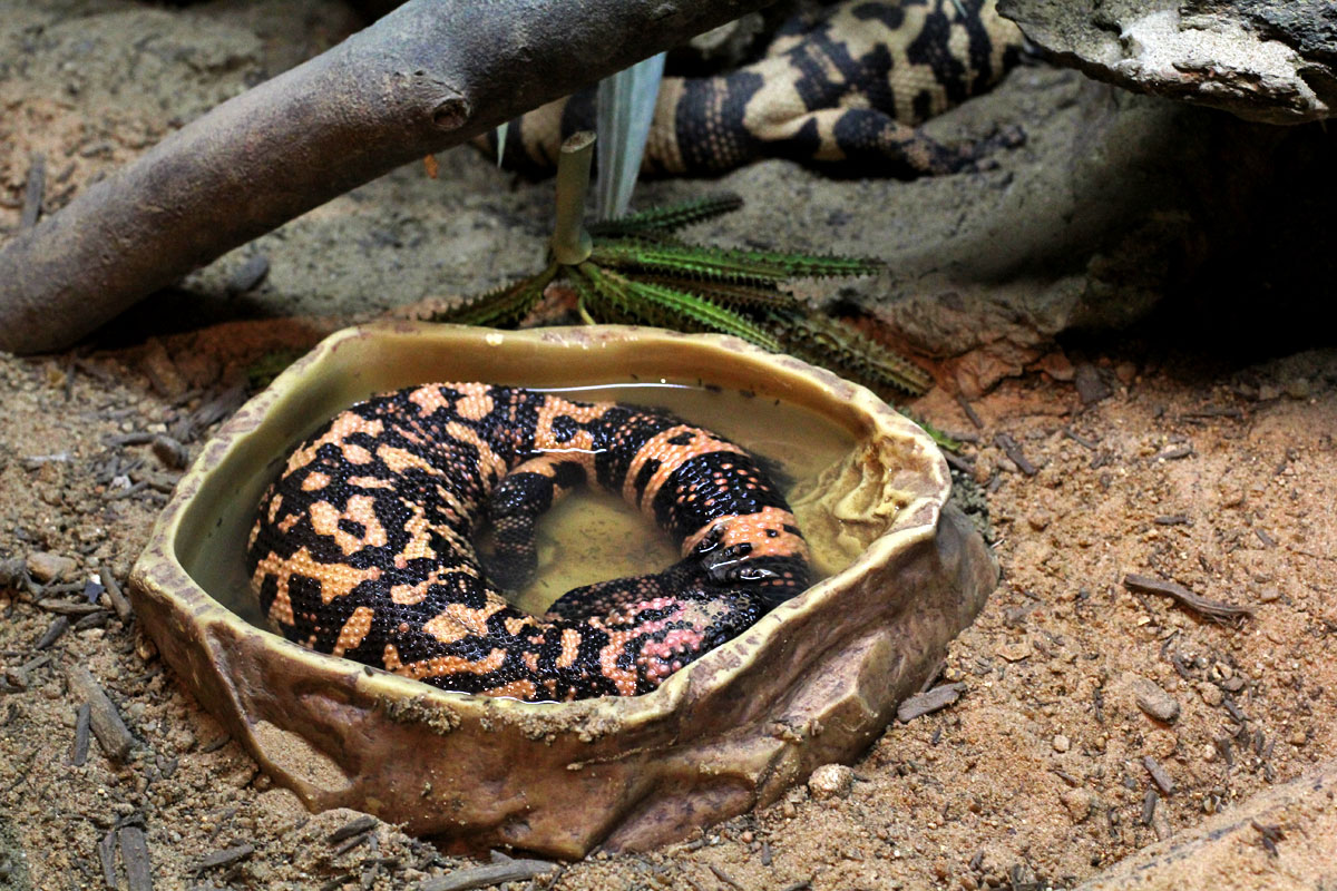 Singapore Zoo