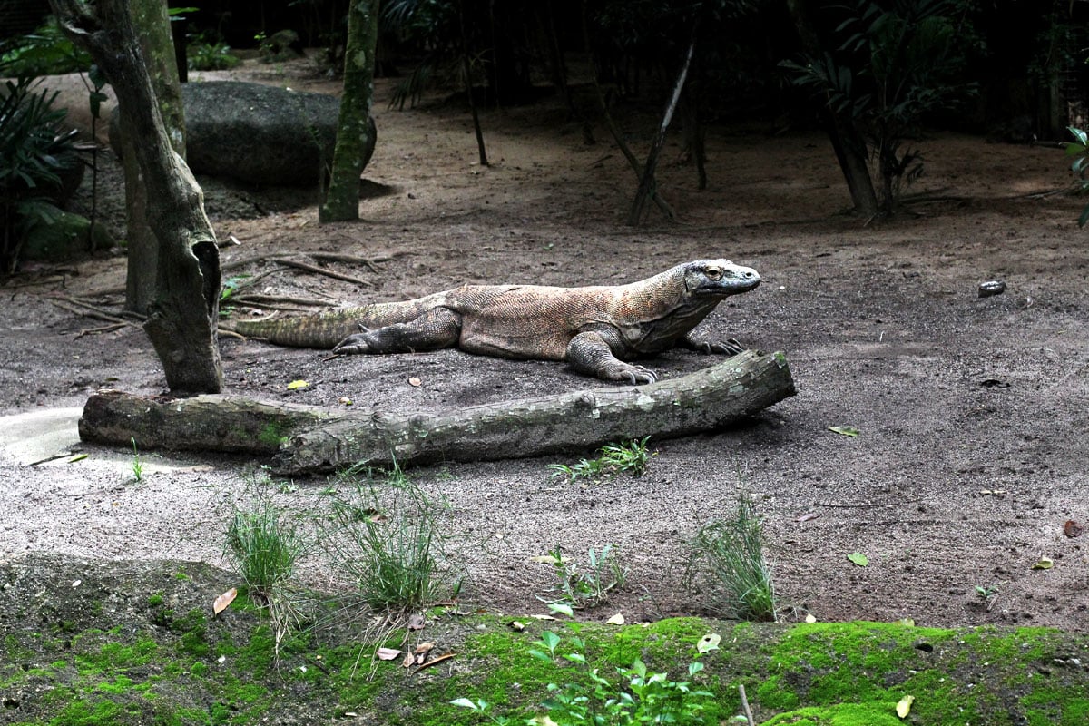 Singapore Zoo