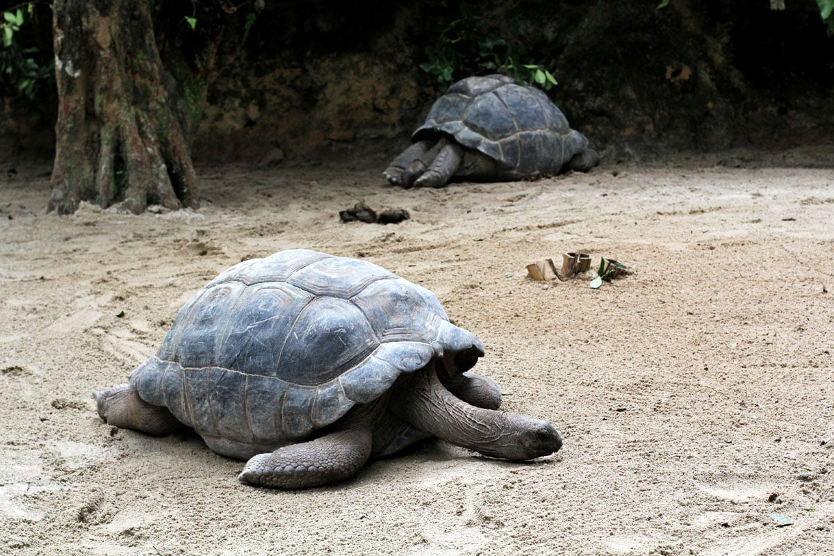 Singapore Zoo