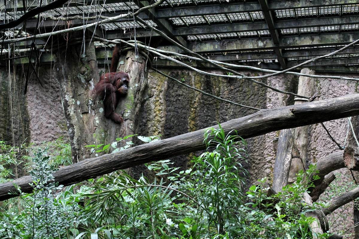 Singapore Zoo