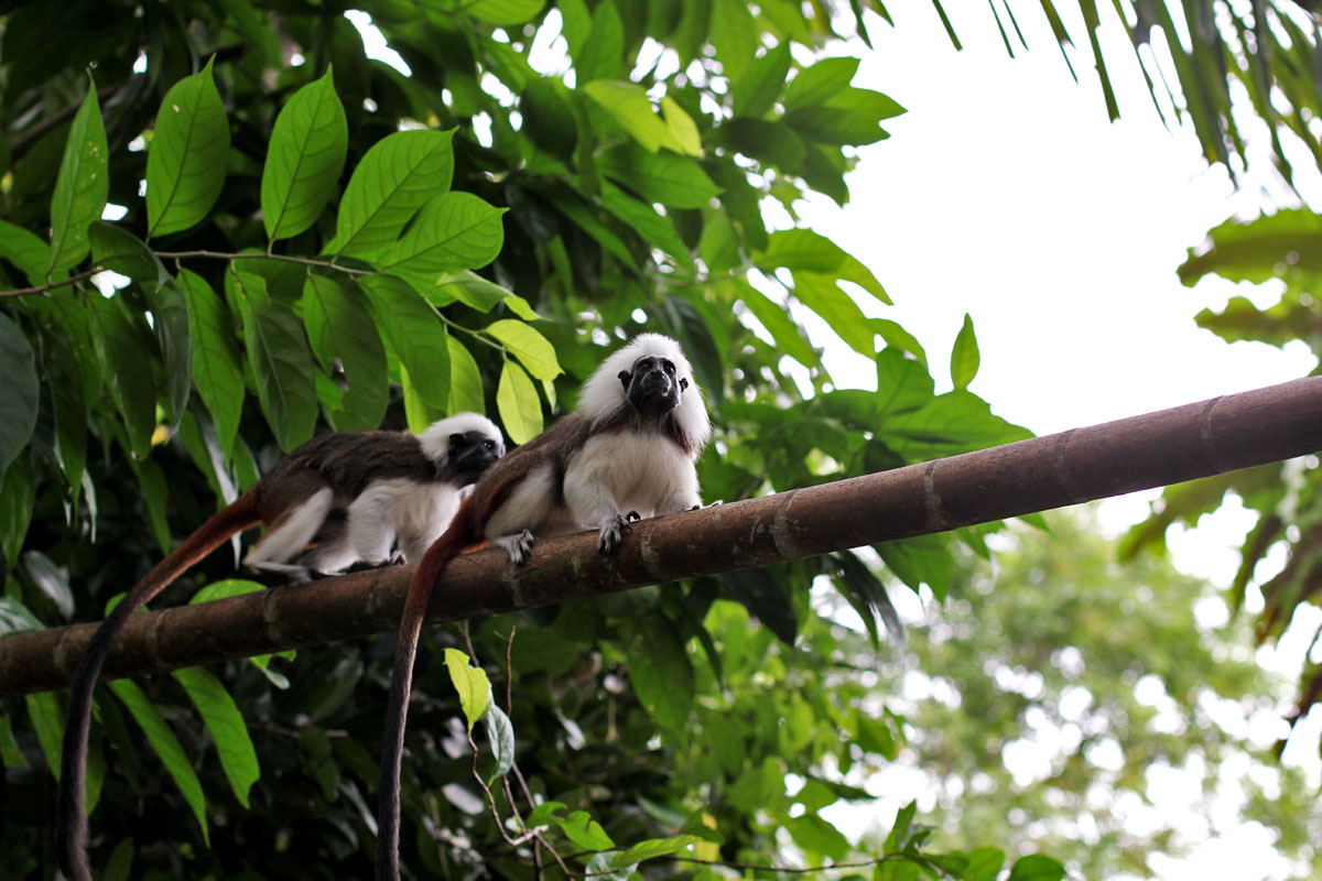 Singapore Zoo