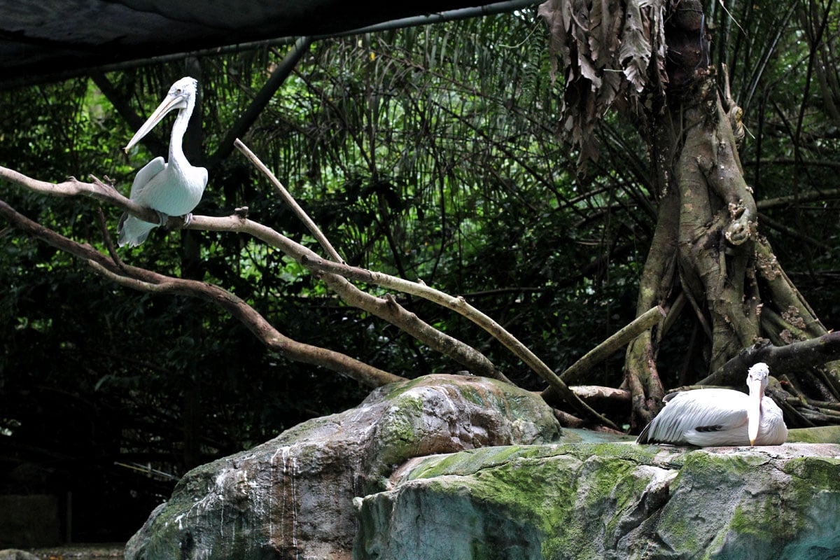 Singapore Zoo