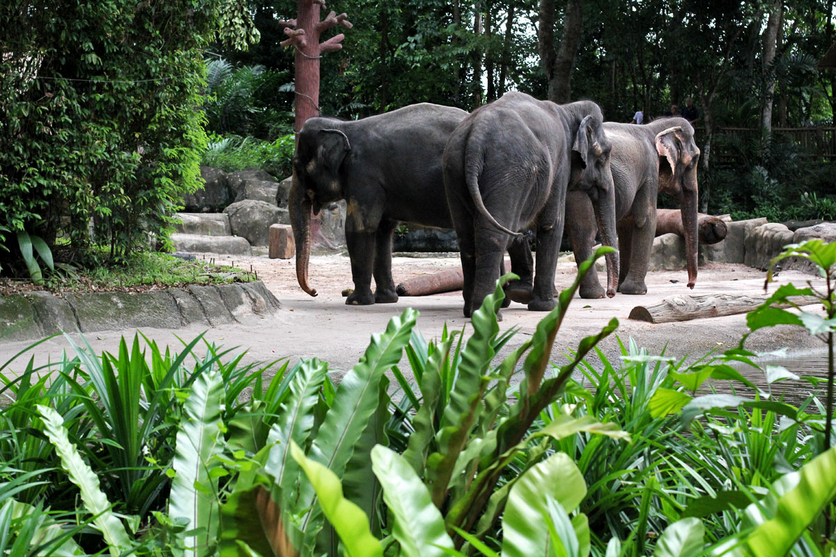 best day to visit singapore zoo