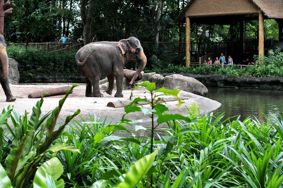 singapore zoo travel